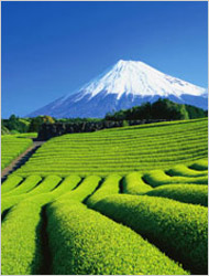 富士山と茶畑の画像